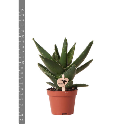 Aloe Brevifolia - Succulent - Ø6cm - Green houseplant - Kolibri Greens