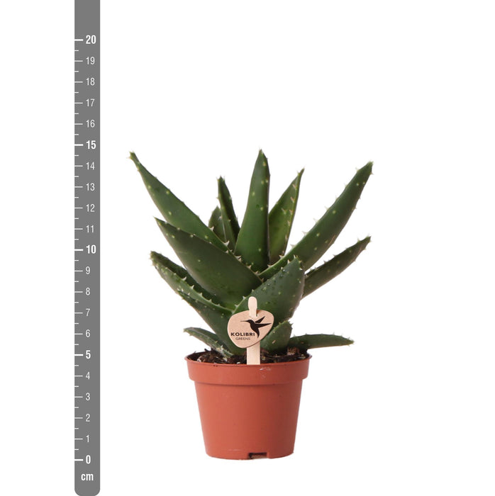 Aloë Brevifolia - Vetplant - Ø6cm - Groene kamerplant - Kolibri Greens