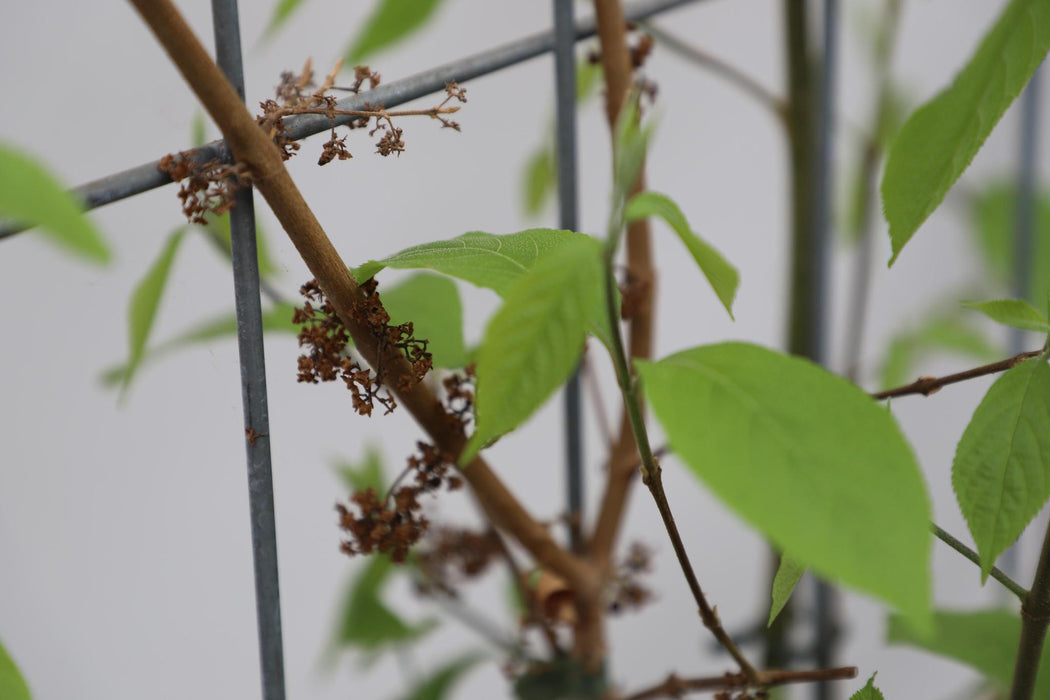 Callicarpa Bodinieri 'Profusion' - ↕180cm - 1x