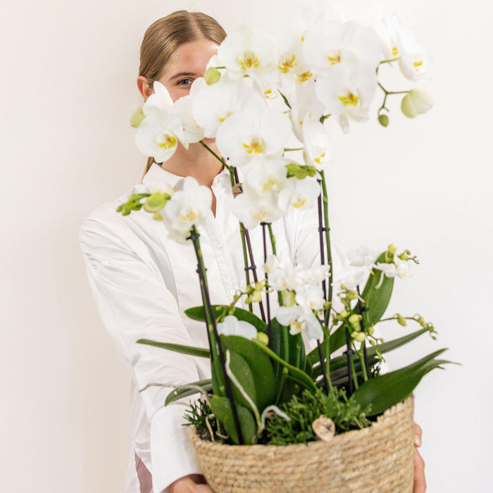 Witte plantenset in Reed Basket incl. waterreservoir | drie witte orchideeën en drie groene planten Rhipsalis | Field Bouquet wit met zelfvoorzienend waterreservoir