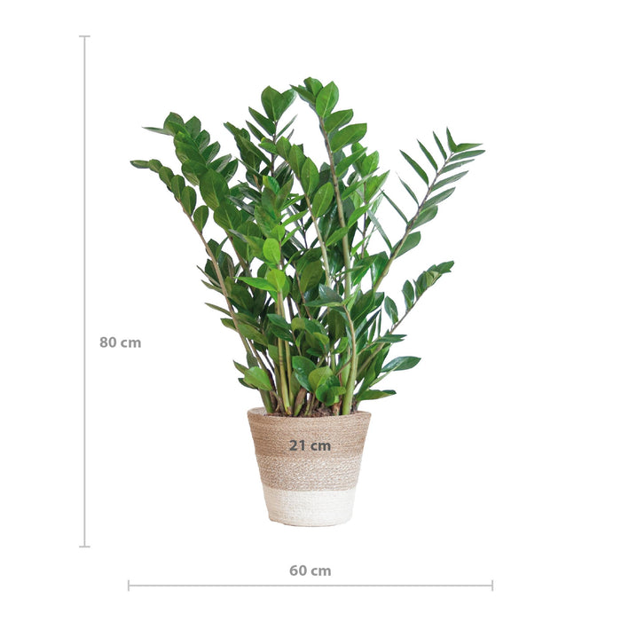 Zamioculcas Zamiifolia - ZZ Plant - met Mand Lissabon wit  - ↕80cm - Ø21cm