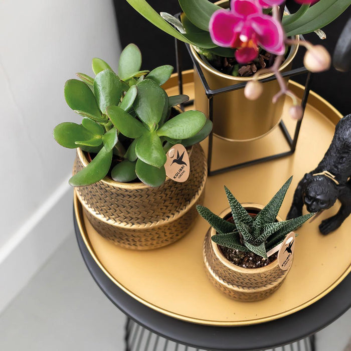 Gift set Hotel Chic| Plantenset met paarse Phalaenopsis Orchidee en Succulenten incl. keramieken sierpotten