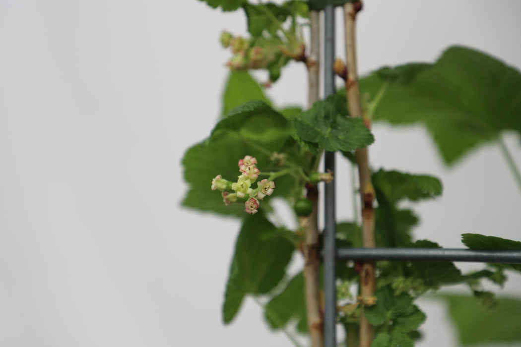 Ribes Nigrum 'Titania' - ↕180cm - 1x