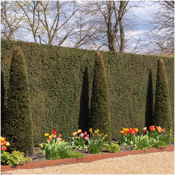 Venijnboom haag - Taxus baccata - Set van 6 winterharde haagplanten - 1 meter - Groenblijvende haag