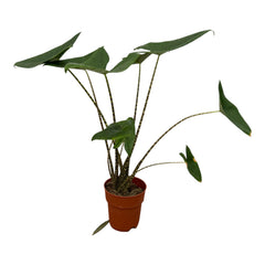 Collection image for: Alocasia (ucho słonia)