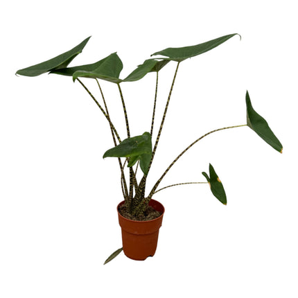 Alocasia Zebrina - Oreja de elefante - ↕80cm - Ø21cm