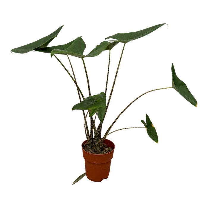 Alocasia Zebrina - Olifantsoor - ↕80-100cm - Ø19cm