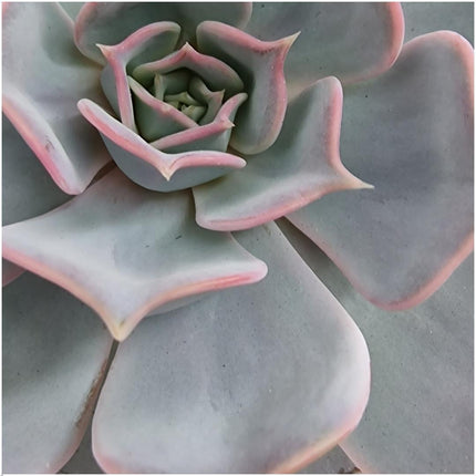 ROOTLESS Succulent Echeveria Lilacina in 'Pink' bowl - ↕5cm - Ø20cm