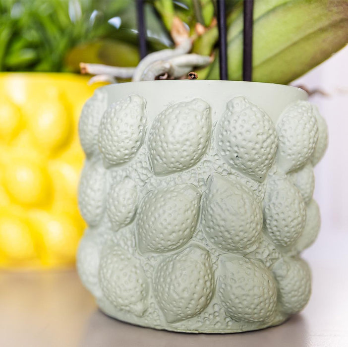 Gele Phalaenopsis orchidee – Mexico + Citrus sierpot green – Ø9cm – ↕40cm - Bloeiende kamerplant in bloempot