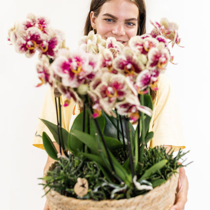 Kolibri Home – Einsatz mit Wasserreservoir und Bewässerungsdochten für Orchideenuntersetzer – Bewässerungssystem für Orchideen Ø 25 cm – 3 x 9 – Dschungelstrauß