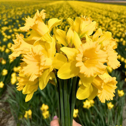 Flowerbulbs Amsterdam - Wild Beauty's - 20 flower bulbs - Size 12/14