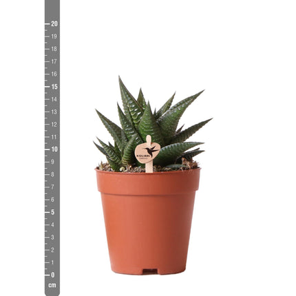 Haworthia Limifolia - Succulent - Ø9cm - green houseplant - Kolibri Greens