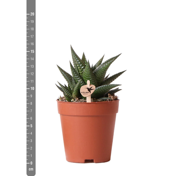 Haworthia Limifolia - Vetplant - Ø9cm - groene kamerplant - Kolibri Greens