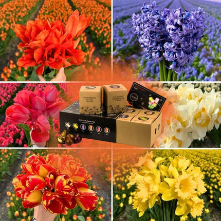 Bulbos de flores Amsterdam - Mezcla de flores holandesa - Caja de lujo grande, 75 bulbos para 2 m² de esplendor floral - Tamaño 12+