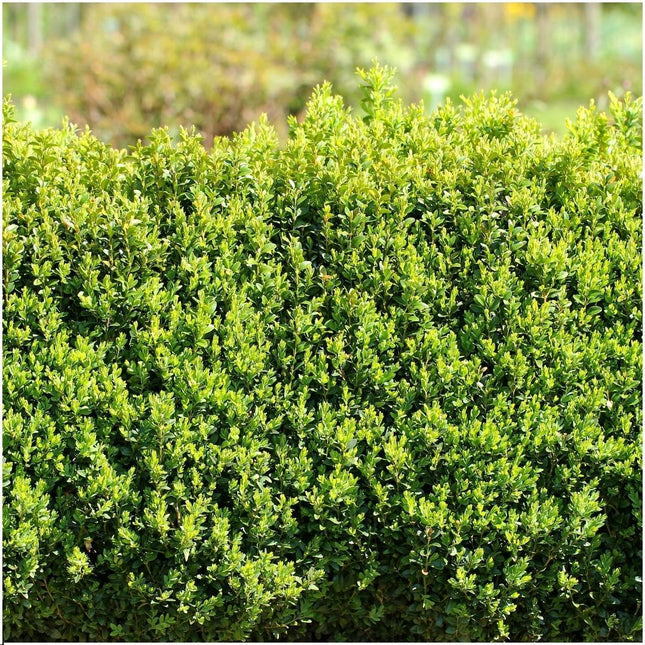Buxus Sempervirens haag - 1 meter - ↕20 cm - Ø12cm - 6x