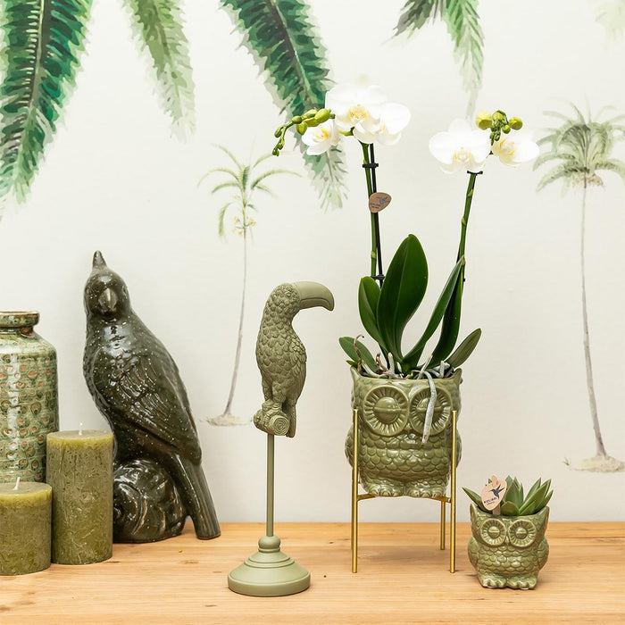 Planten set Owl green - Set met witte Phalaenopsis Orchidee Ø9cm en groene plant Succulent Ø6cm - incl. keramieken sierpotten