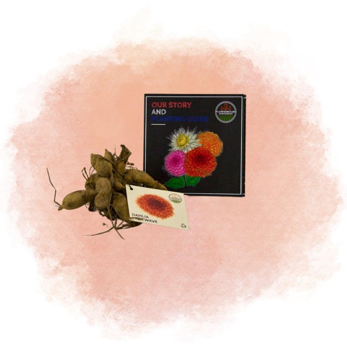 Dahlia Bollen | 12 dahlia heatwave knollen voor 2m², grote dieprode bloemen