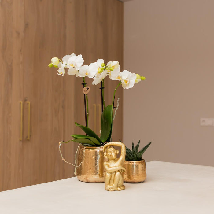 Witte Phalaenopsis orchidee – Amabilis + Luxury sierpot gold – Ø9cm – ↕40cm - Bloeiende kamerplant in bloempot