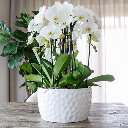 Kolibri Home | Honningskål hvid - Keramik planteskål med honningmønster - egnet som plantekasse - Ø30cm