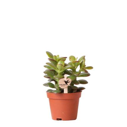 Crassula Minor - Succulent - Ø6cm - Kolibri Greens - Green plant