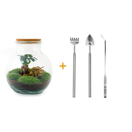 DIY terrarium - Teddy bonsai - ↕26,5cm - Rake + Shovel + Tweezer