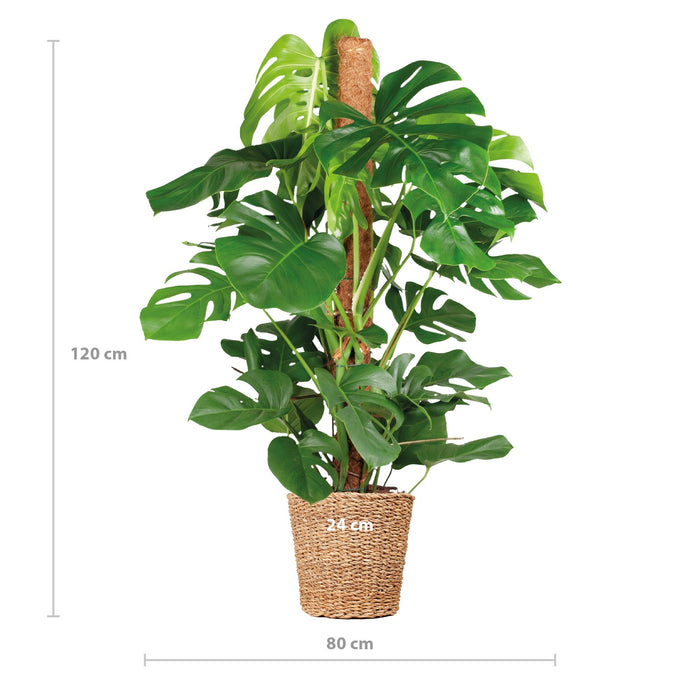Monstera Deliciosa XL met mand Torun - ↕120cm - Ø24cm - Gatenplant