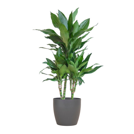 Dracaena Janet Lindt med Viber Grey - Drageplante - ↕95cm - Ø21cm