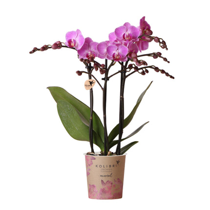 Orquídea Phalaenopsis púrpura/rosa - Mineral Vienna - Ø9cm - Planta de interior con flores