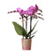 Roze Orchidee