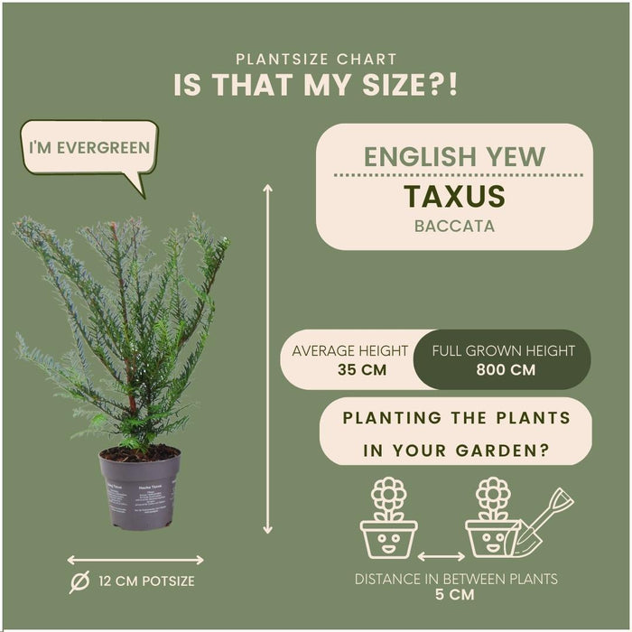 Venijnboom haag - Taxus baccata - Set van 6 winterharde haagplanten - 1 meter - Groenblijvende haag