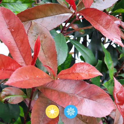 Photinia Fraseri 'Carré Rouge' - Glansmispel - Færdiglavet hæk - 120 x 120 x 180 cm