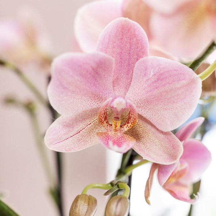 Oud roze Phalaenopsis orchideeën - Treviso - 2x - Ø12cm - Bloeiende kamerplant