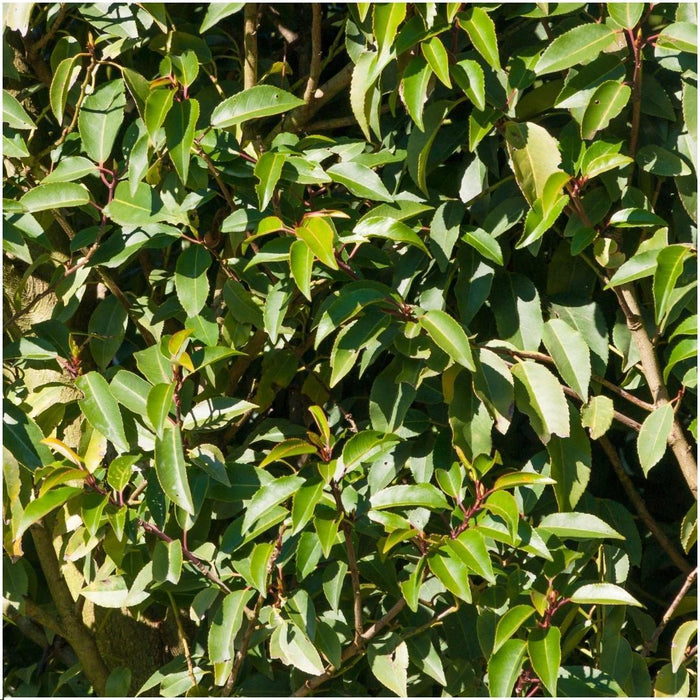 Portugese Laurierkers haag - Prunus lusitanica 'Angustifolia' - 1 meter - Set van 6 winterharde haagplanten - Groenblijvende haag