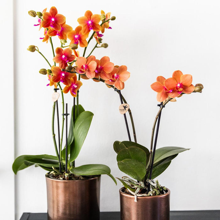 Oranje Phalaenopsis orchideeën - 4x - Ø12cm - Geurend