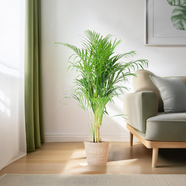 Areca-Palme (Dypsis lutescens) – Goldpalme – mit Sofia-Korb, natur – ↕100 cm – Ø21 cm