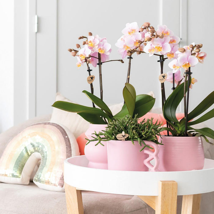 Roze phalaenopsis orchideeën - Andorra - 2x - Ø9cm - Bloeiende kamerplant