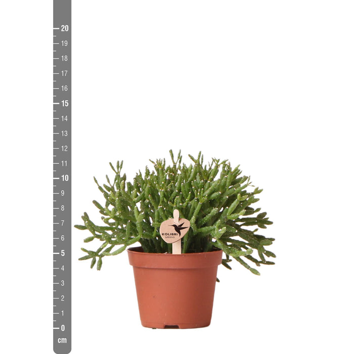 Rhipsalis Cereuscala Gold - Vetplant - Groene kamerplant - Ø6cm - Kolibri Greens
