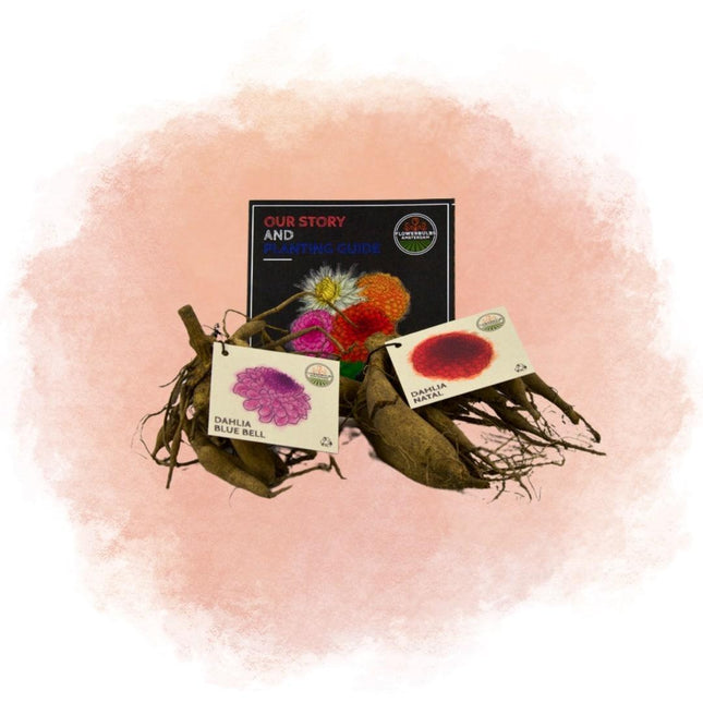 Bulbi di dalia | Mix di tuberi Gerard's Darlings, 12 Dahlia Natal e 12 Dahlia Blue Bell per 4 m²