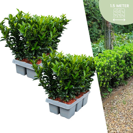 Euonymus 'Green Spire' - Sustituto del boj - ↕15cm - Ø7cm - 12x