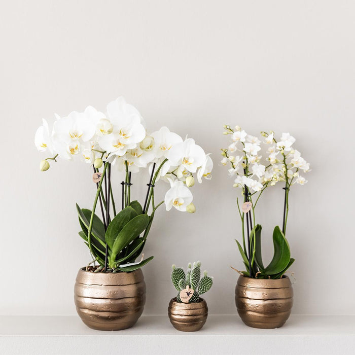 Geel rode phalaenopsis orchidee - Spain + Bee pot - Ø9cm - Bloeiende kamerplant