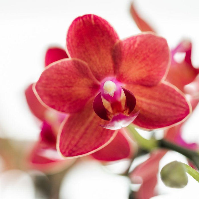 Rode Phalaenopsis orchidee - Congo + Diabolo travertine - Ø9cm - Bloeiende kamerplant