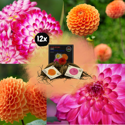 Bulbi di dalia | Mix di Pompon Splash, 6 tuberi di dalia Little Robert e 6 tuberi di dalia Ralphie per 2 m²