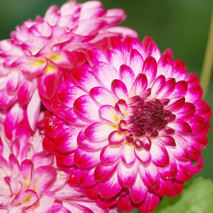Dahlia Bollen | 2 dahlia little robert knollen voor 2 m², ronde en opgekrulde bloemblaadjes