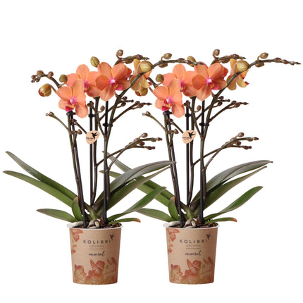 Orchidées Phalaenopsis orange - Bolzano - Lot de 2 - Ø9cm - Plante d'intérieur fleurie