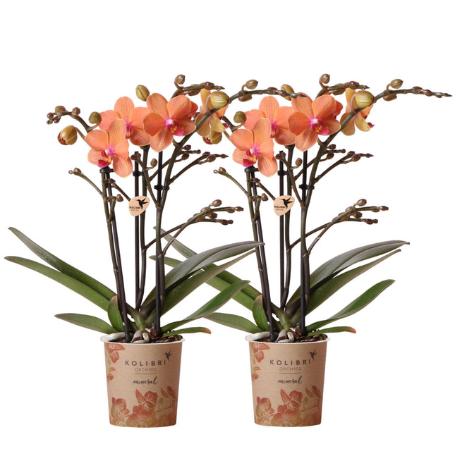 Orchidee Phalaenopsis arancioni - Bolzano - 2 pezzi - Ø9cm - Pianta da interno fiorita
