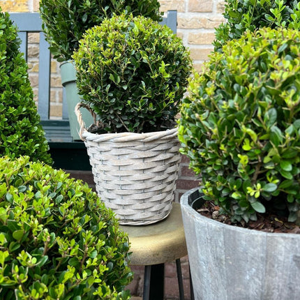 Ilex crenata 'Jenny' bulb - ↕30cm - Ø20cm - 2x