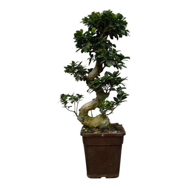 Ficus Microcarpa Ginseng - ↕80cm - Ø27cm
