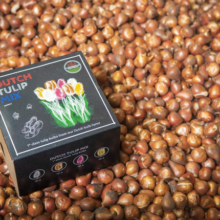 Bulbes de fleurs Amsterdam - Mélange de tulipes hollandaises - Boîte moyenne de luxe, 40 bulbes pour 1 m² de splendeur florale - Taille 12+