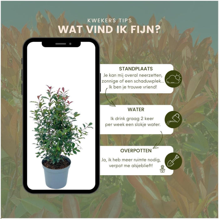 Grote Glansmispel planten voor 10 strekkende meter haag - 12L - 20x - ↕125-150 cm - Carré Rouge