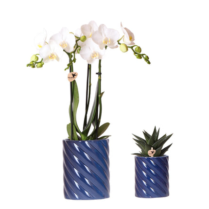 Orchidée blanche Amabilis et succulente dans des pots décoratifs bleus Candy - Ø9cm et Ø6cm - Plante d'intérieur fleurie